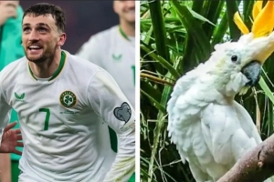 帶隊殺入附加賽！外媒：都柏林動(dòng)物園將一只鸚鵡以帕洛特命名