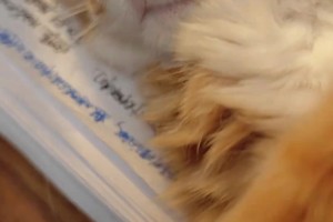 美羊羊梅開(kāi)二度！回顧多特14/15賽季客場(chǎng)血洗加拉塔薩雷！